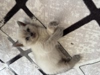 British shorthair 3 adet