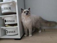 Ragdoll bebiş