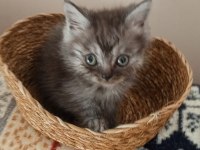 Safkan ırk garantili british longhair yavrular