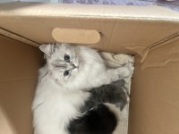 British Longhair 2 yaş dişi