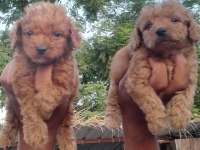 Toy Poodle Yavrular Bir Birinden Güzel