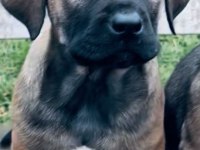 Cane corso yavru köpeği