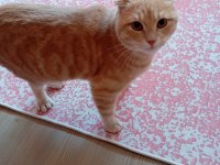 Scottish Fold kırık kulak kedimiz yeni yuvasını arıyor