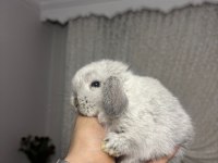 HOLLANDA LOP TAVŞANLARI VE CÜCELER