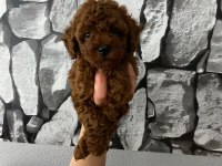 Red Brown poodle yavrularim ev üretimi