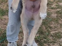 2 Aylık Safkan Kangal
