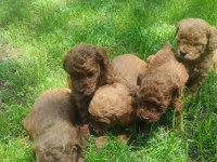 Yavru toy poodle