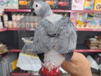 Bebek Jakolar Kırmızı Kuyruk Kango