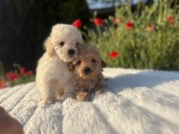 Maltipoo erkek yavrular