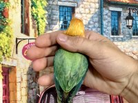 CENNET PAPAĞANI YAVRU (ÜST MUTASYON)