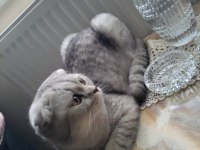 Silver scottish dişi kendimiz sahiplendirmek istiyoruz