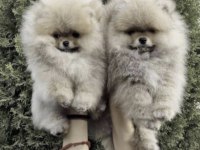 Pomerianan Boo Köpekleri