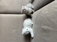 ÇOK GÜZEL SAFKAN YAVRU KEDİLER UYGUN