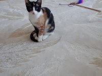 İki adet 3 aylık dişi kedi yavrusu