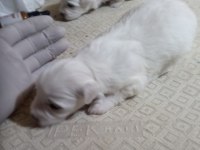 20 günlük kartopu bebek köpekler