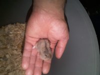 Hamster gonzales ve Suriye