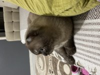 Scottish fold paskalımı sahiplendirmek istiyorum