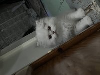 British Longhair Silver