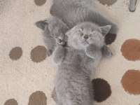 British shorthair 3 aylık erkek dişi yavru