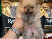 Pomeranian Bebekleri