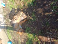 Yavrular kangal ve kurt tarzı köpeğin yavrularıdır
