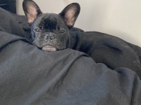 French bulldog 6 aylık erkek