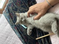 10 PUAN SAFKAN SCOTTİSH ERKEK