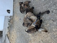 Orijinal belçika kurdu yavruları
