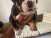 Exotic İngiliz bulldog yavrularımız