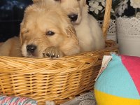 Baby face golden retriever bebekler
