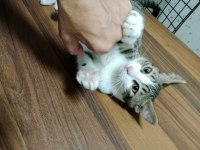İZMİR KEDİMİZ LÜTFEN AÇIKLAMAYI OKUR MUSUNUZ