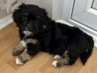 2 Aylık Dişi (anne=Griffon - Baba=maltese)