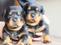 Safkan Rottweiler Bebekler Köpek Çiftliğinden