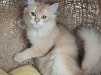 British Longhair Golden Erkek Yavru