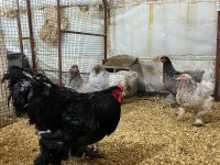 BLACK BLUE BRAHMA KULUÇKALIK YUMURTA & CİVCİV
