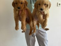 Orijinal golden retriever yavruları