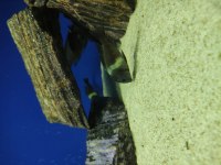 Masva Yavru Tropheus