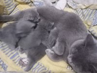 Safkan kaliteli scottish fold bebeklerin adresi