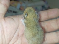 ÖZEL TÜR HAMSTER (EVCİL)