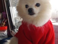 Pomeranian Boo Erkek Karnesi Var