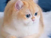 Safkan British Shorthair Yavrular