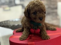 Toy poodle yavrusu tarçın rengi ve 2 kilo kalıyor