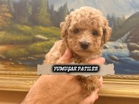 Toy Poodle Dişi Ve Erkek