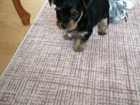 Yorkshire terrier 7 haftalık bebek