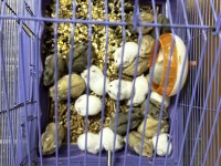 Gonzales hamster tüm renkler mevcut sağlıklı