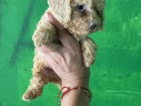 Orijinal toy poodle yavrularım