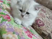 Son 3 Yavru Dişi Kedimiz