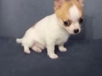 Acil Erkek Chihuahua 3 Aylik Asilari Tam