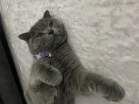 1 yaşında aşıları tam dişi british shorthair