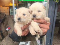 Yavru Chow Chow